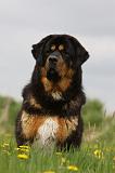 DOGUE DU TIBET 234